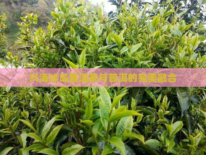 兴海冰岛普洱茶