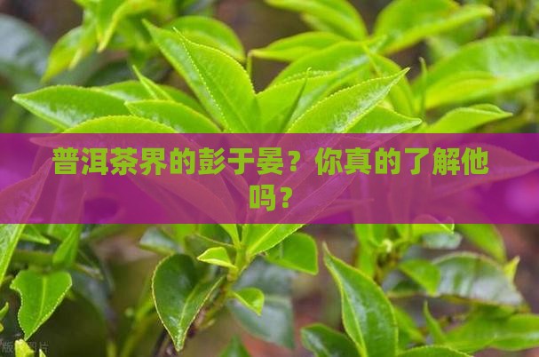 普洱茶界的彭于晏