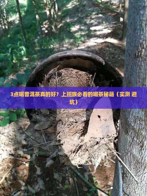 普洱茶白天几点喝好一点