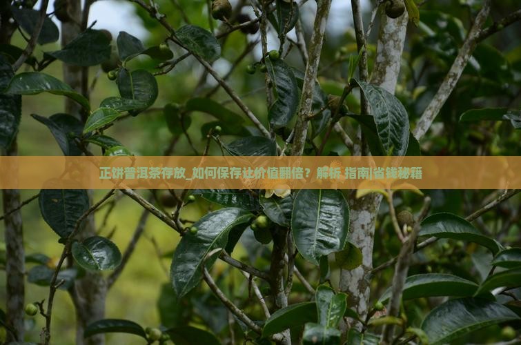 正饼普洱茶存放