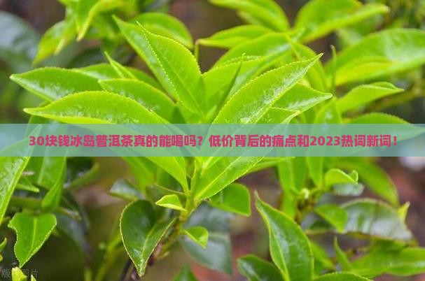 30块钱冰岛普洱茶