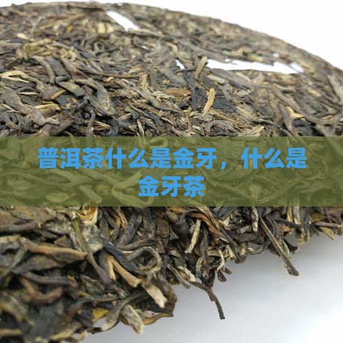 普洱茶什么是金牙