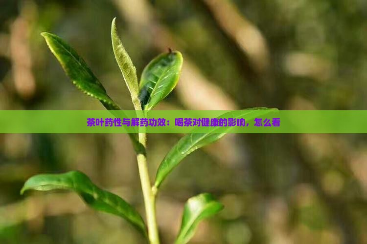 茶叶有没有解药性功效
