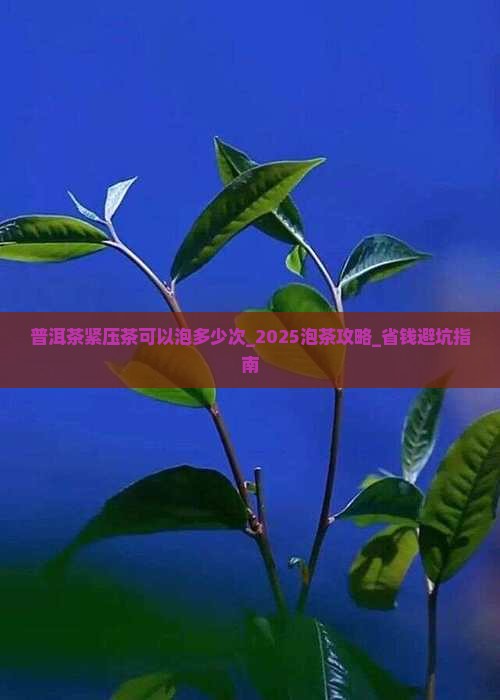 普洱茶紧压茶可以泡多少次