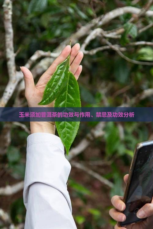 玉米须加普洱茶的功效