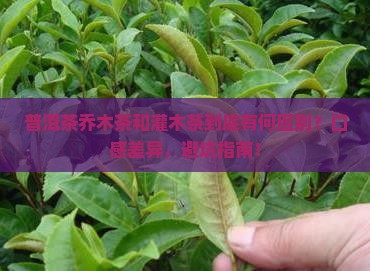 普洱茶乔木茶和灌木茶区别