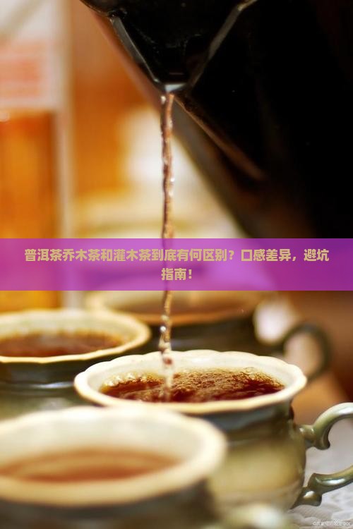 普洱茶乔木茶和灌木茶区别