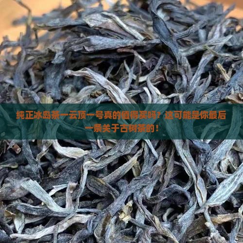 纯正冰岛茶一云顶一号