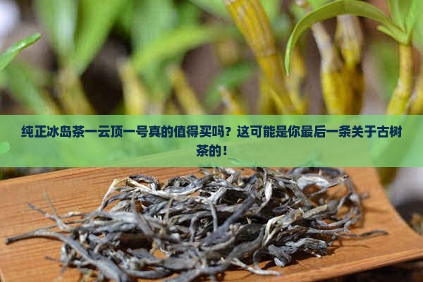 纯正冰岛茶一云顶一号