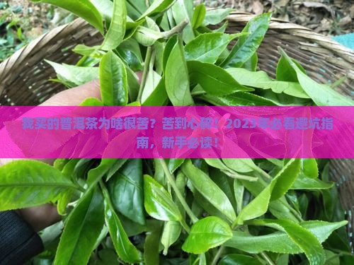 我买的普洱茶为什很苦