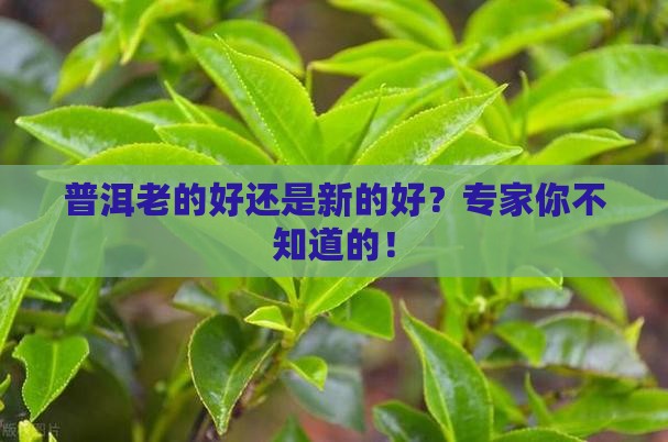 普洱老的好还是新的好