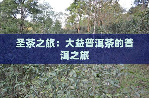 圣茶之旅2005年