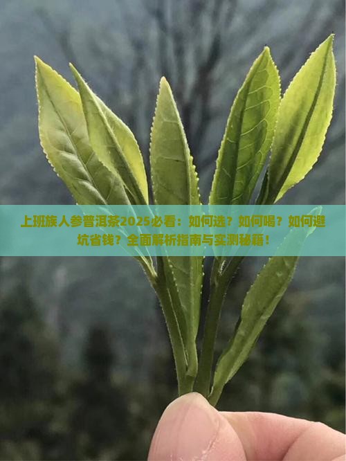 上班族人参普洱茶