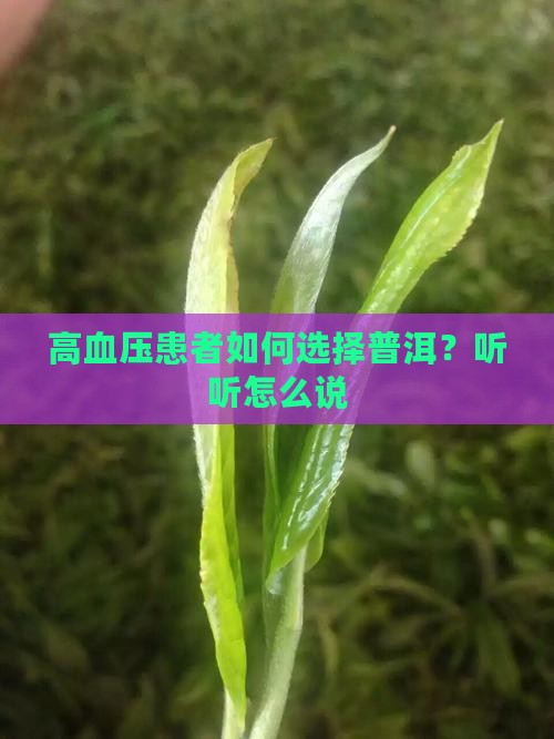 高血压喝生普还是熟普