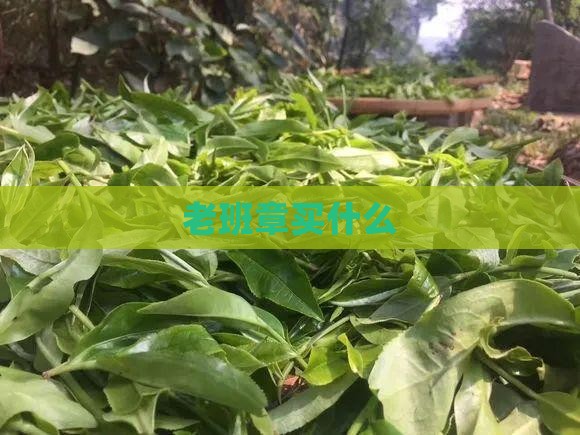 老班章买什么品牌