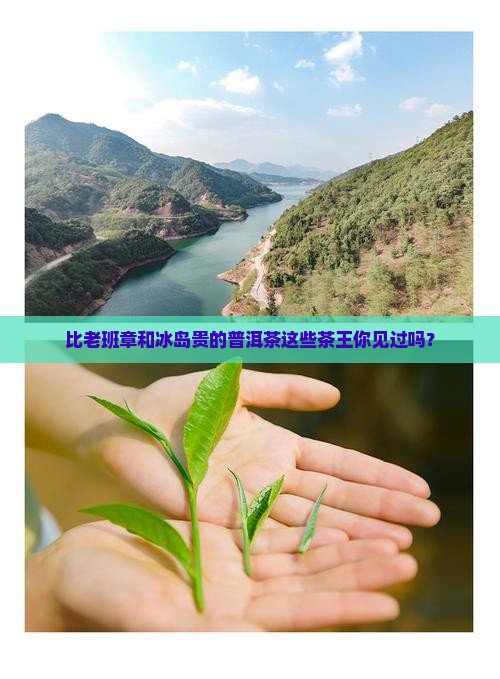 比老班章和冰岛贵的普洱茶