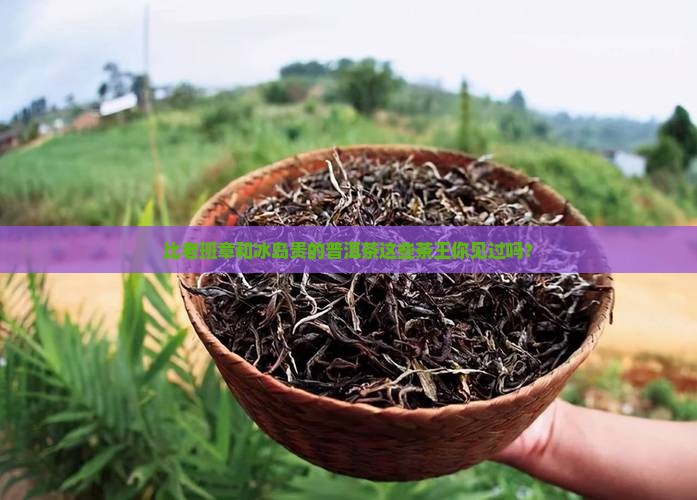 比老班章和冰岛贵的普洱茶
