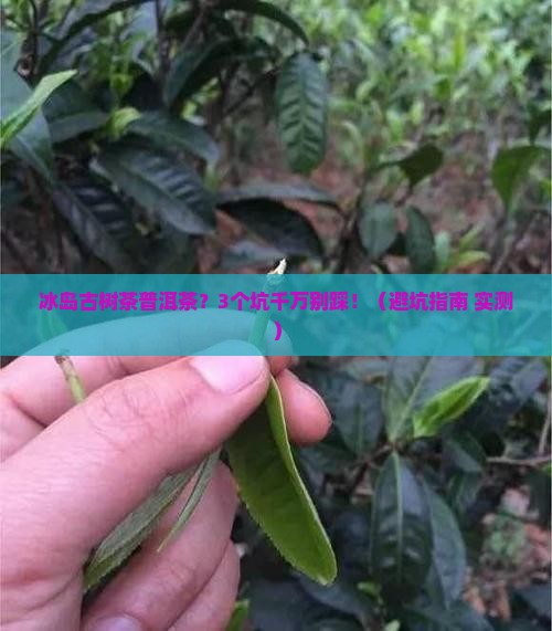 冰岛古树茶普洱茶