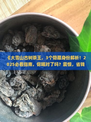 大雪山古树茶王