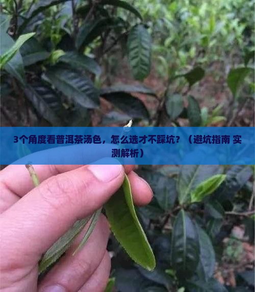 普洱茶的汤色优劣