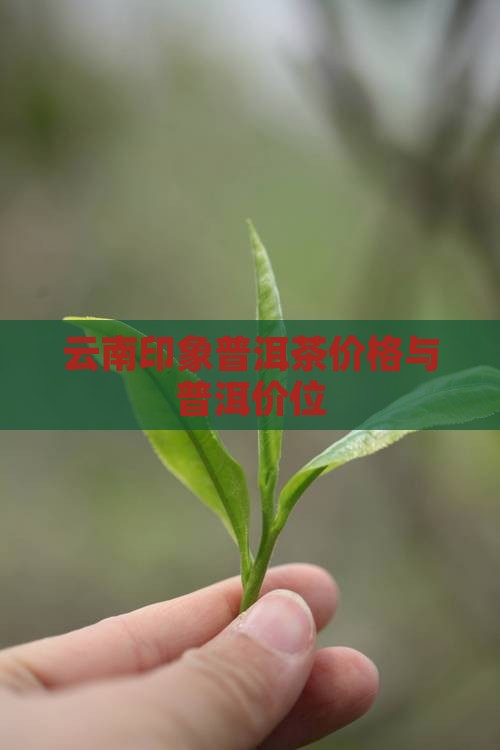 古滇印象普洱茶价位 古滇印象普洱茶价位
