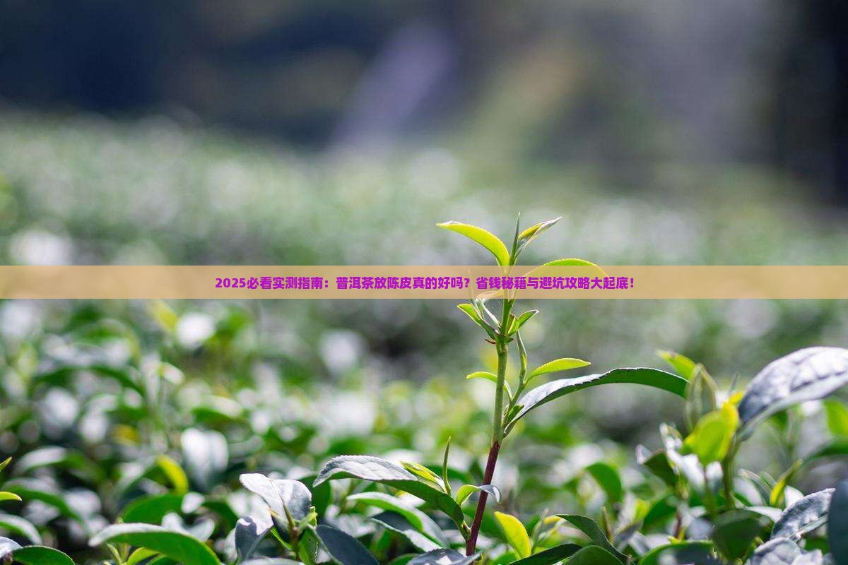 普洱茶放点陈皮好吗