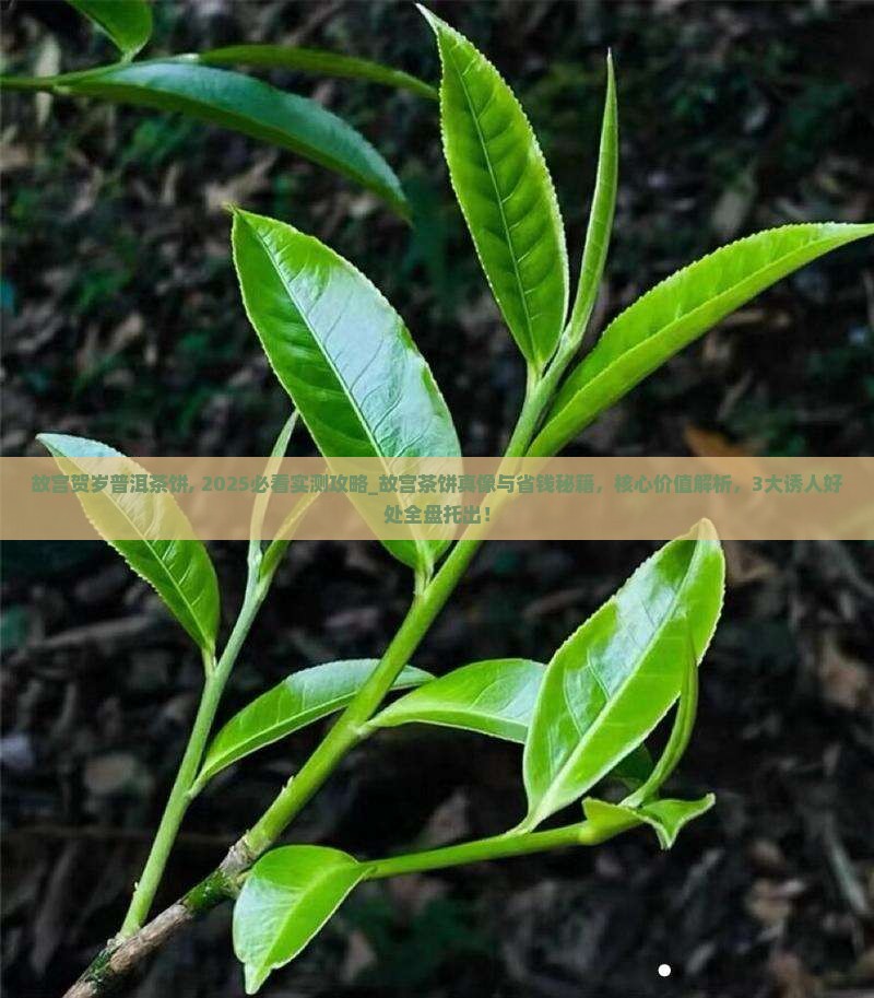 故宫贺岁普洱茶饼