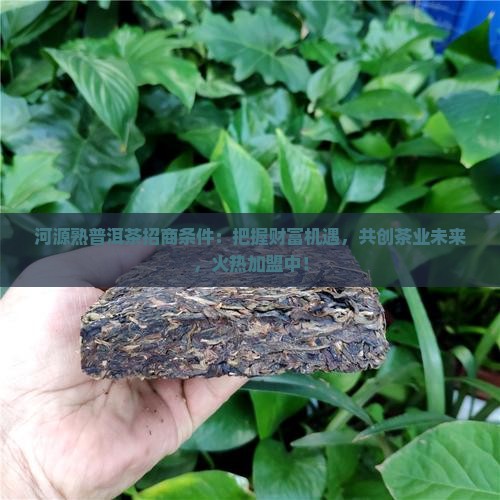 河源熟普洱茶招商条件