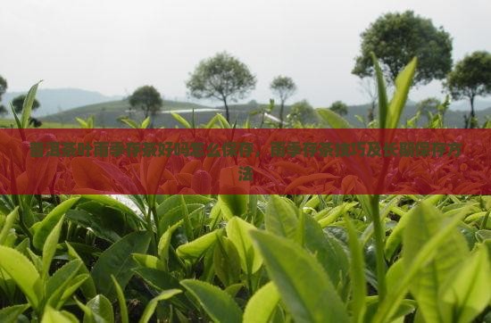 普洱茶叶雨季存茶好吗怎么保存