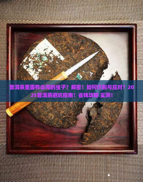 普洱茶里面有会爬的虫子