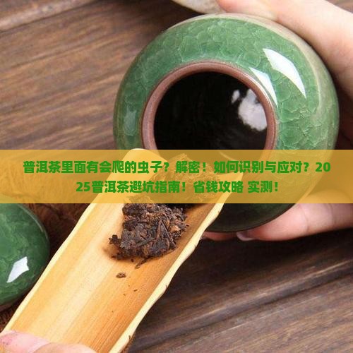 普洱茶里面有会爬的虫子