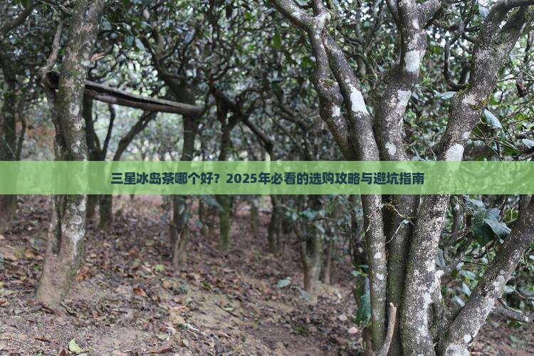 三星冰岛茶哪个好