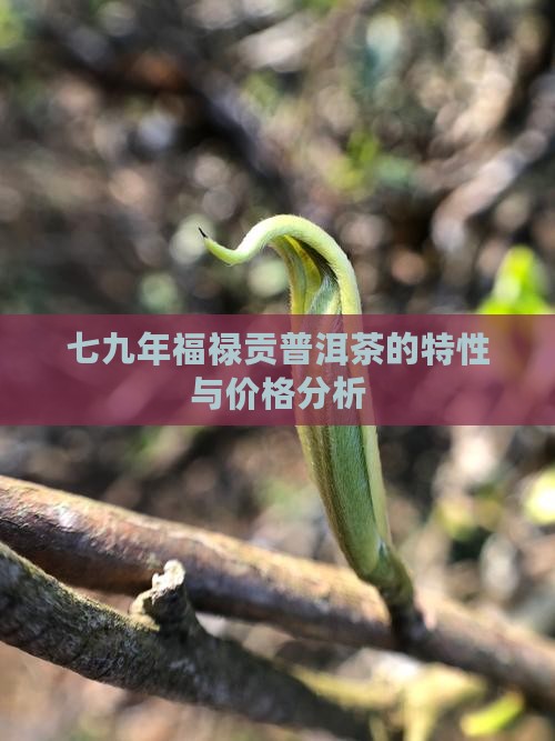 七九年福禄贡普洱茶的特性