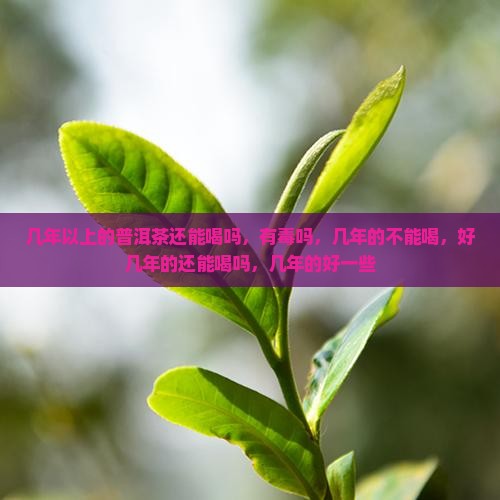 几年以上的普洱茶还能喝吗