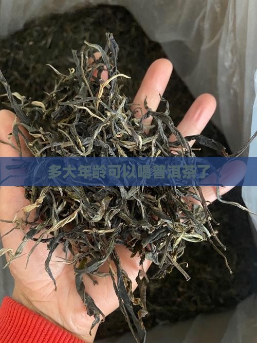 多大年龄可以喝普洱茶了