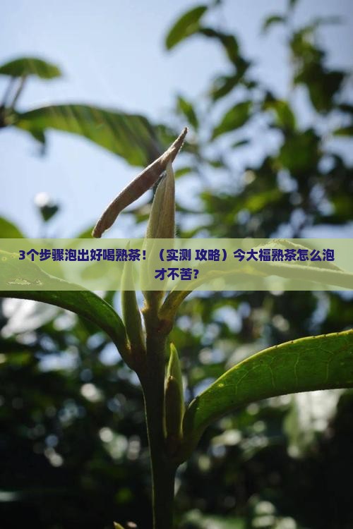 今大福熟茶泡法