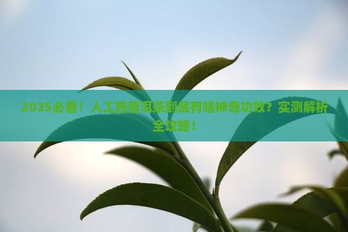 人工熟普洱茶的作用和功效