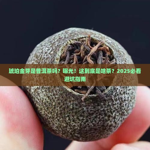 琥珀金芽是普洱茶吗为什么