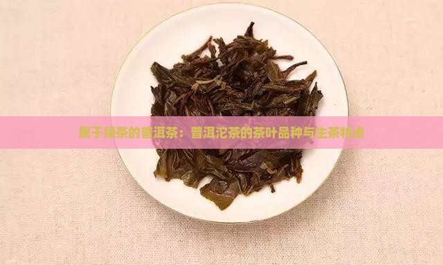 属于绿茶的普洱茶