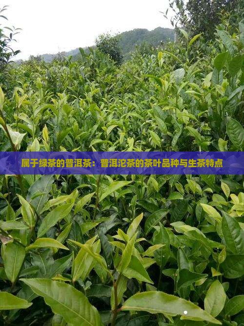 属于绿茶的普洱茶