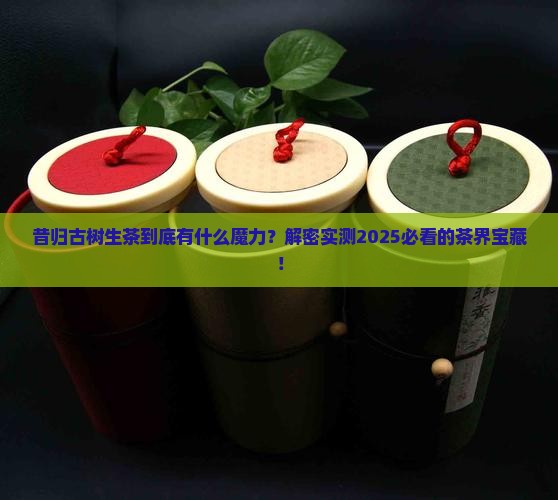 昔归古树生茶特点