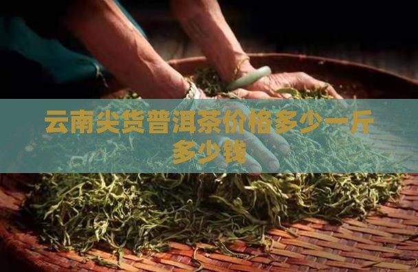 云南尖货普洱茶价格多少
