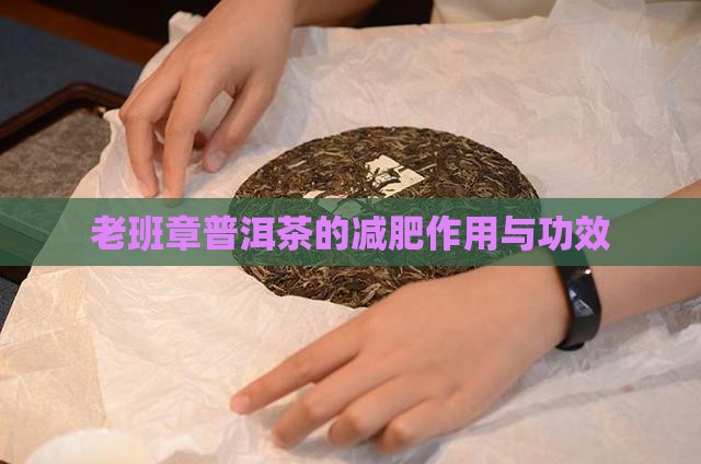 老班章普洱茶的减肥作用与功效