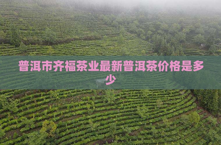 普洱市齐福茶业最新普洱茶价格是多少