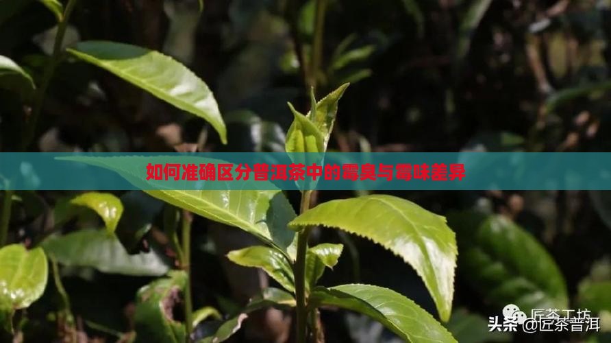 如何准确区分普洱茶中的霉臭与霉味差异