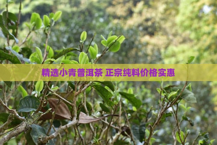 精选小青普洱茶 正宗纯料价格实惠