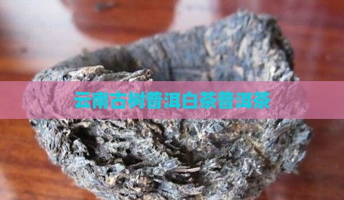普洱茶大树白茶