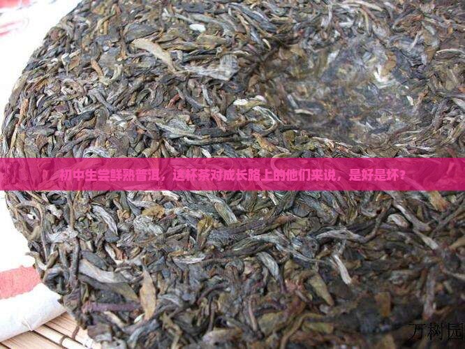 初中生喝熟的普洱茶好吗 初中生喝熟的普洱茶好吗
