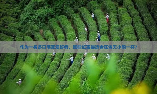 冬天喝什么红茶好