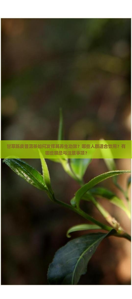 甘草陈皮普洱茶的功效